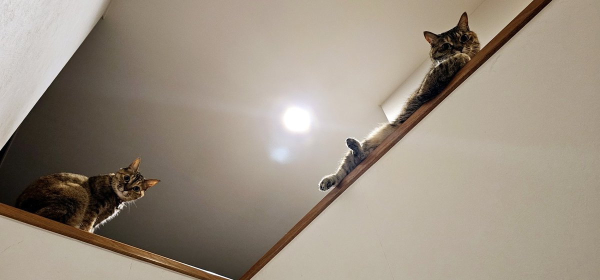 うちの階段、見上げると手すりに猫おって最高すぎる
#猫のいる暮らし https://t.co/QGZTuZKPAS