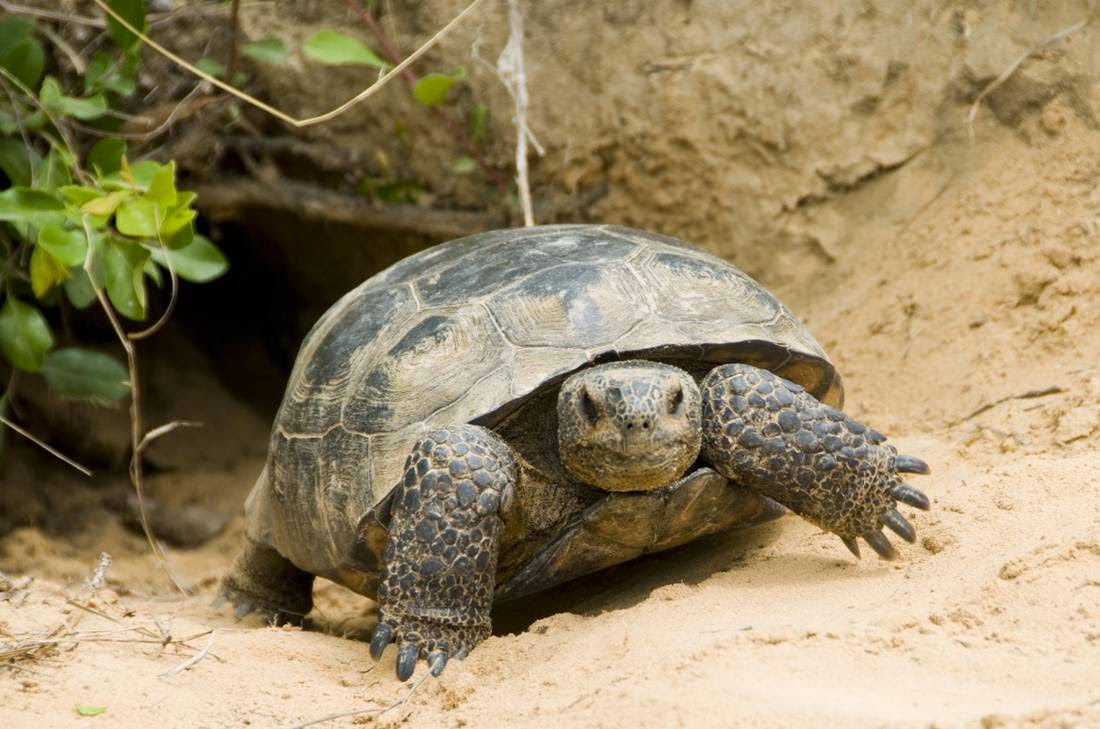 SSEnviroCons's tweet photo. S&amp;S Environmental Consultants, LLC is pleased to announce the public opening of the Harthill Tract GT recipient site in Calhoun County. Florida. The Harthill Tract is permitted for capacity of up to 92 gopher tortoises. Please contact me or Chris Kennedy for more information. https://t.co/77TvhVQpIg