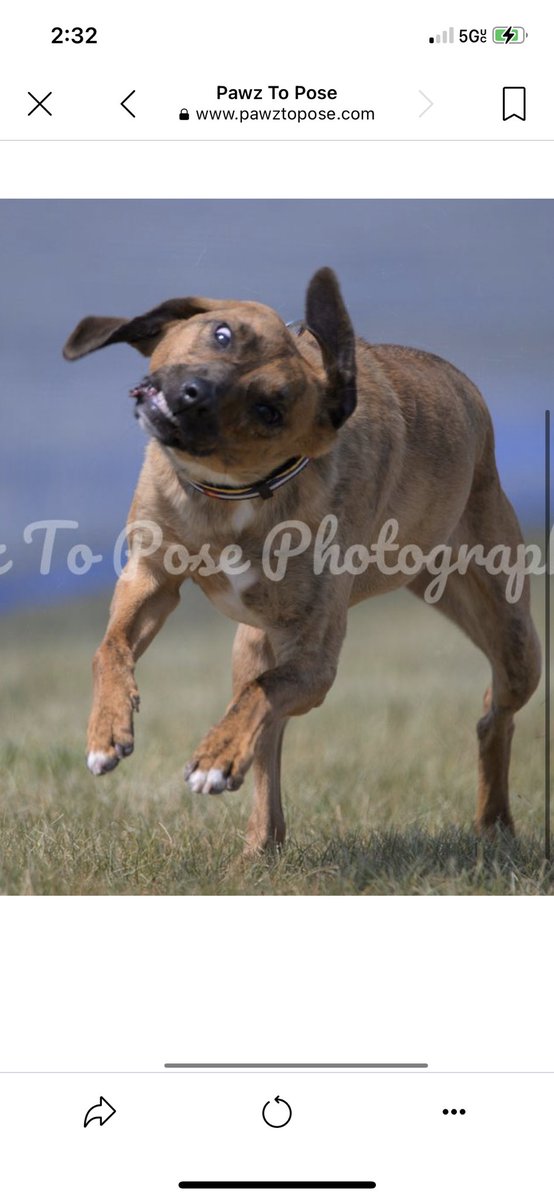 SnakeholeMrs's tweet image. I don’t remember the last time I laughed this hard…. #fcat #fastcat #photogenic #dog #derp