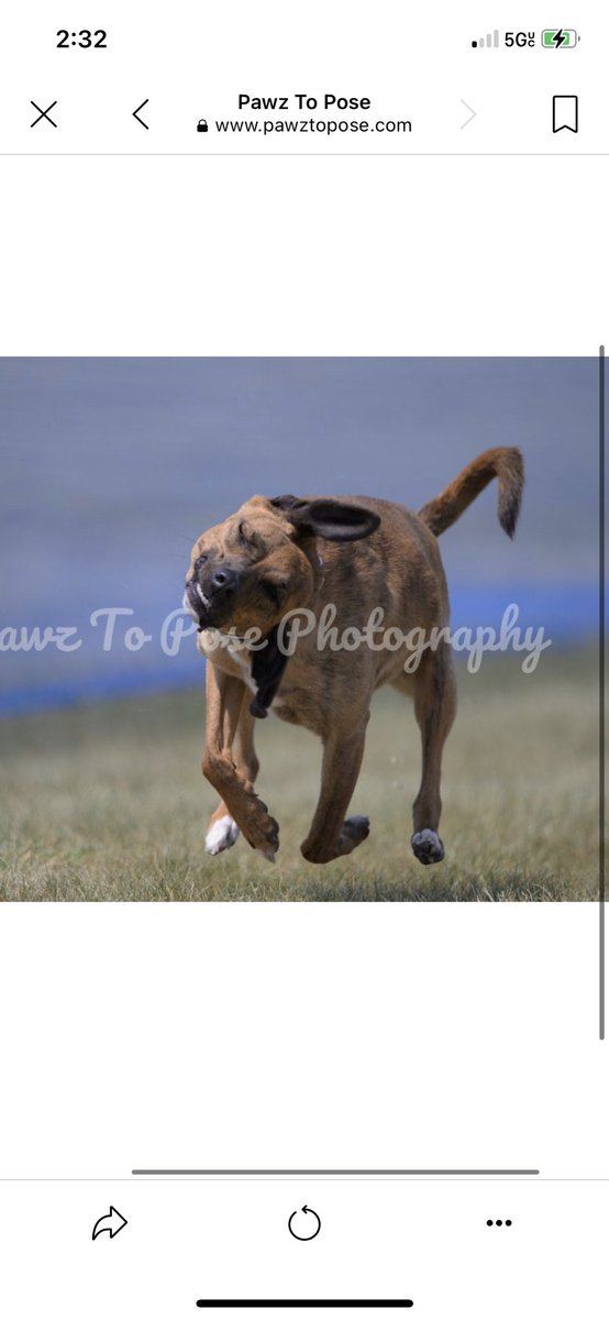 SnakeholeMrs's tweet image. I don’t remember the last time I laughed this hard…. #fcat #fastcat #photogenic #dog #derp