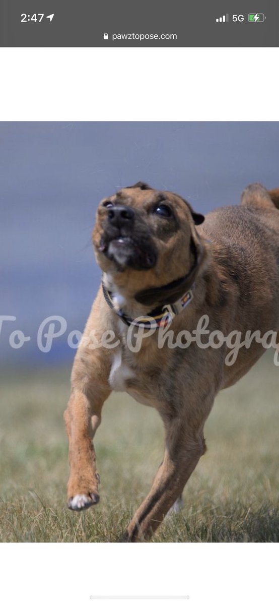SnakeholeMrs's tweet image. I don’t remember the last time I laughed this hard…. #fcat #fastcat #photogenic #dog #derp
