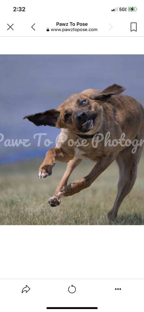 SnakeholeMrs's tweet image. I don’t remember the last time I laughed this hard…. #fcat #fastcat #photogenic #dog #derp