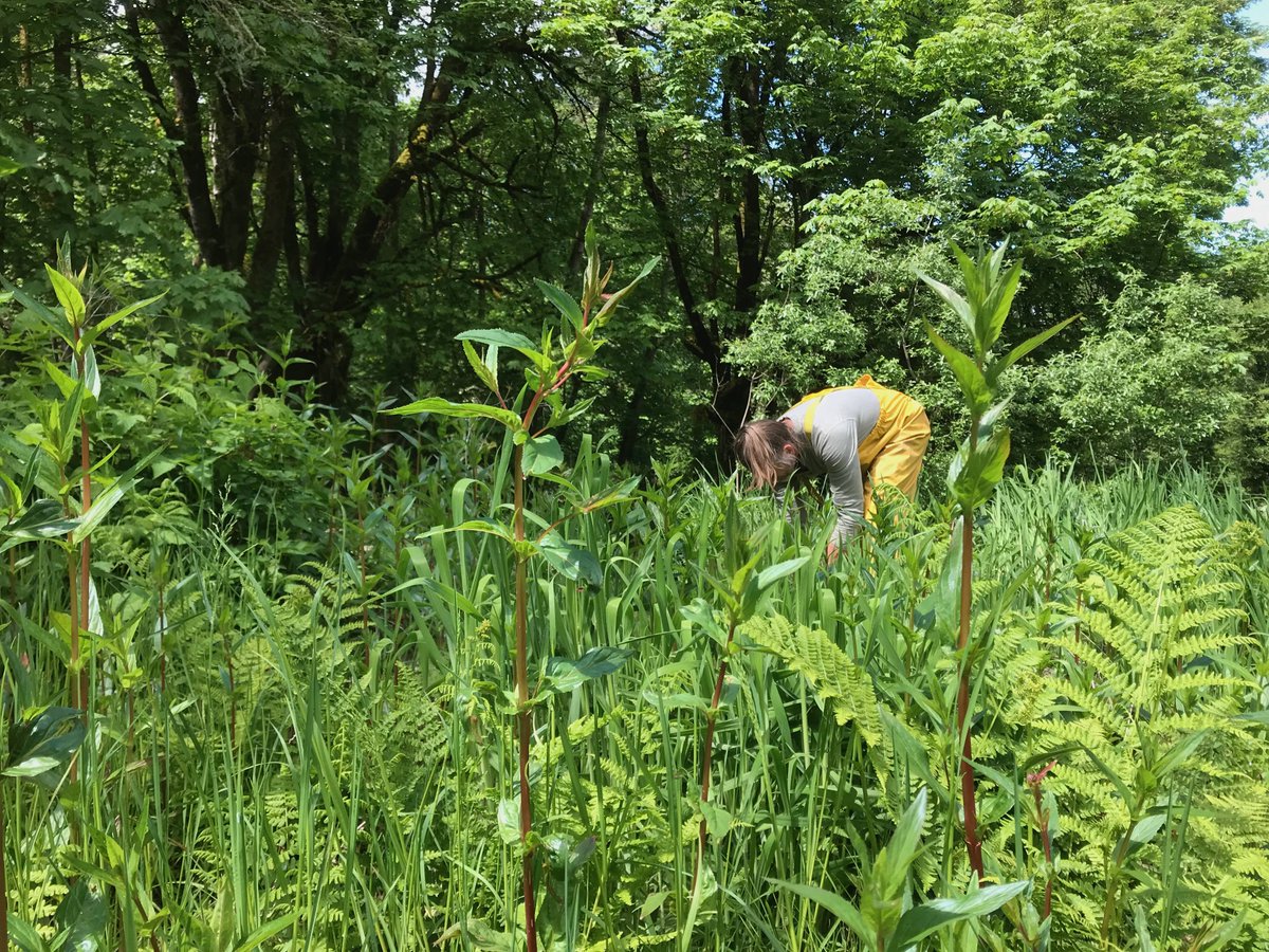 olyecosystems's tweet photo. July Volunteer Opportunities - https://t.co/FqO2tGEAYk https://t.co/e8cCiaB8xL