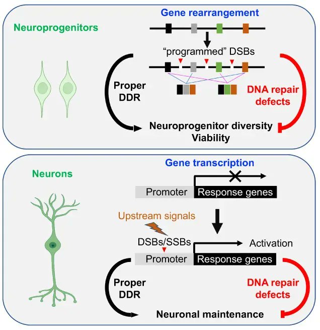 FEBSJournal's tweet photo. 🧠State of the Art Review🧠
DNA damage response in #neurodevelopment and #neuromaintenance
By Zhao-Qi Wang and colleagues from @LeibnizFLI
#DNAdamageresponse #neuralprogenitors
➡️ Read the article free at https://t.co/q1CNP2nsxO #OpenAccess https://t.co/TtB7o2mYUj
