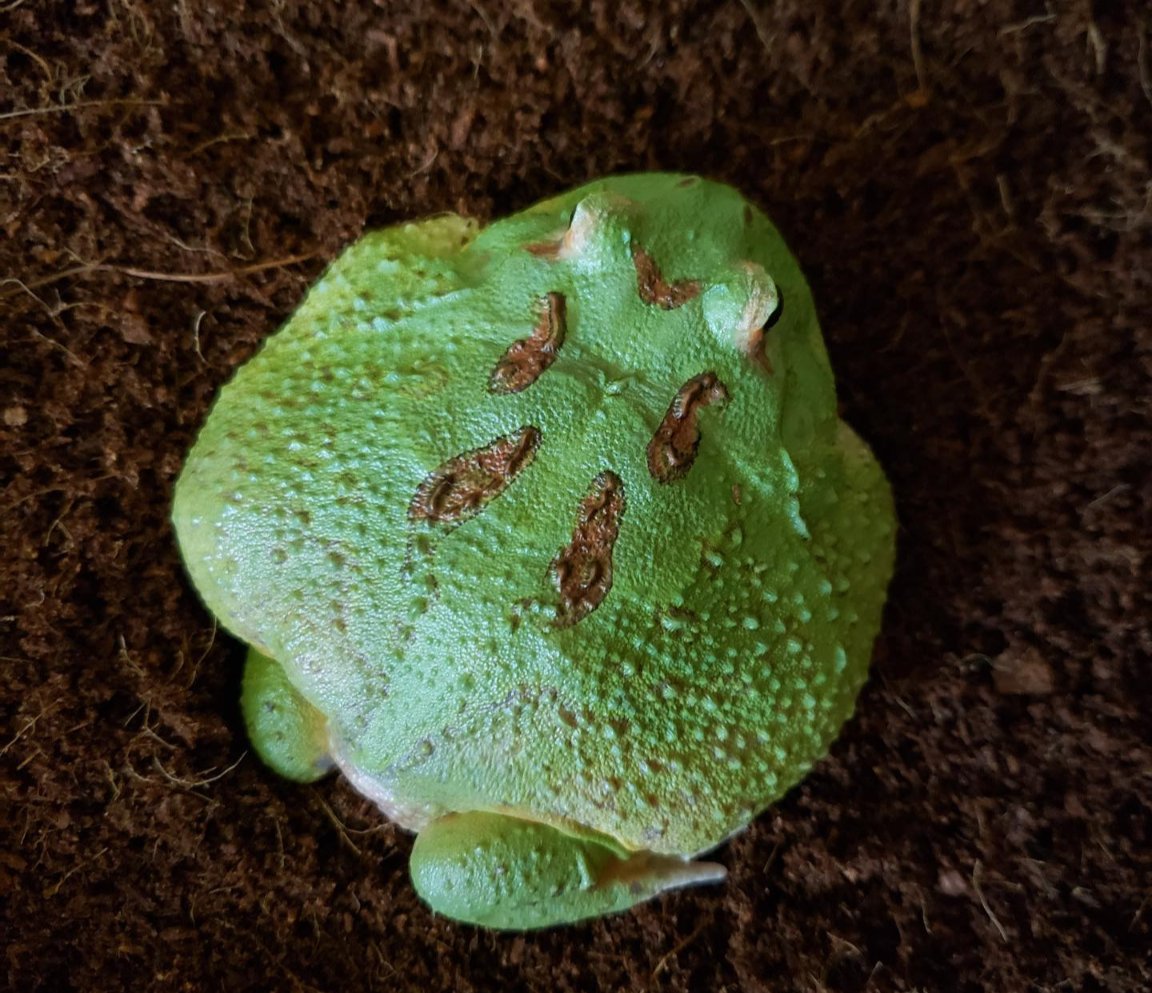 Edisonc93935750's tweet photo. Pacman frog 
Looking for a new home https://t.co/tVf87RTxb2