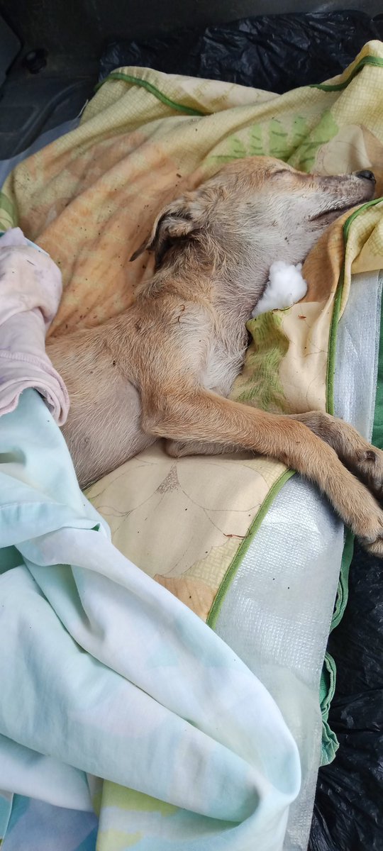 @fevranimal tweet media