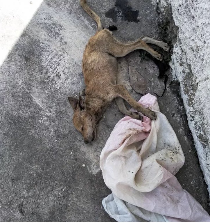 @fevranimal tweet media