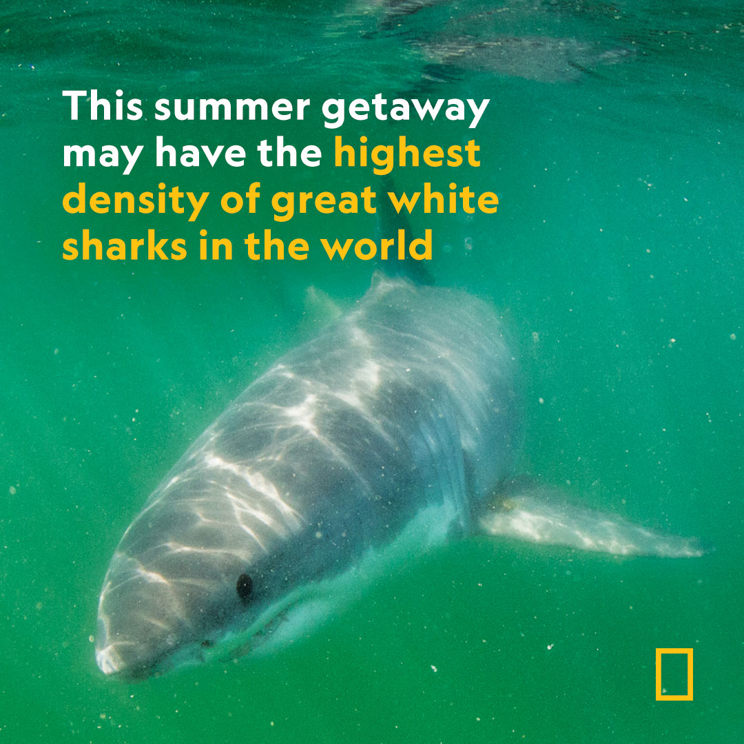 NatGeo's tweet photo. An innovative new study has recorded the predators’ population for the first time in the North Atlantic 
 https://t.co/HobRtVZnLU https://t.co/eQijXmTr8f