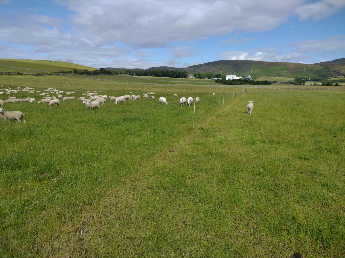ClynelishFarm's tweet photo. Busy day here.
Silage baled, next field rowed up & started on too until the rain arrived 🚜🌧️
Sheep out, cattle in #leaderfollower #rotation 😍
And a few hours wasted trying to find a fault without a "misplaced" fault finder 🙄😭 https://t.co/7LuQKjvDs8