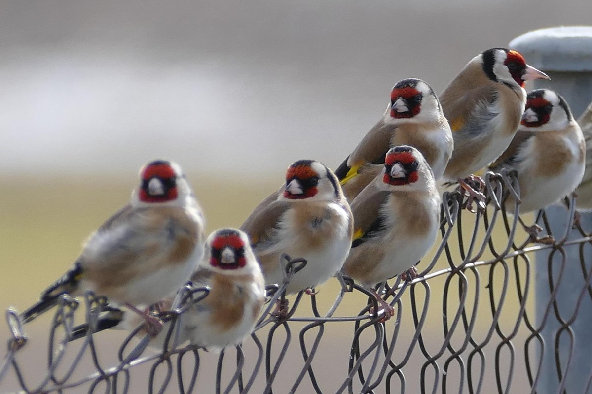 NancyBl36898492's tweet photo. Carduelis carduelis 
#Ourense https://t.co/nExZWIknSo