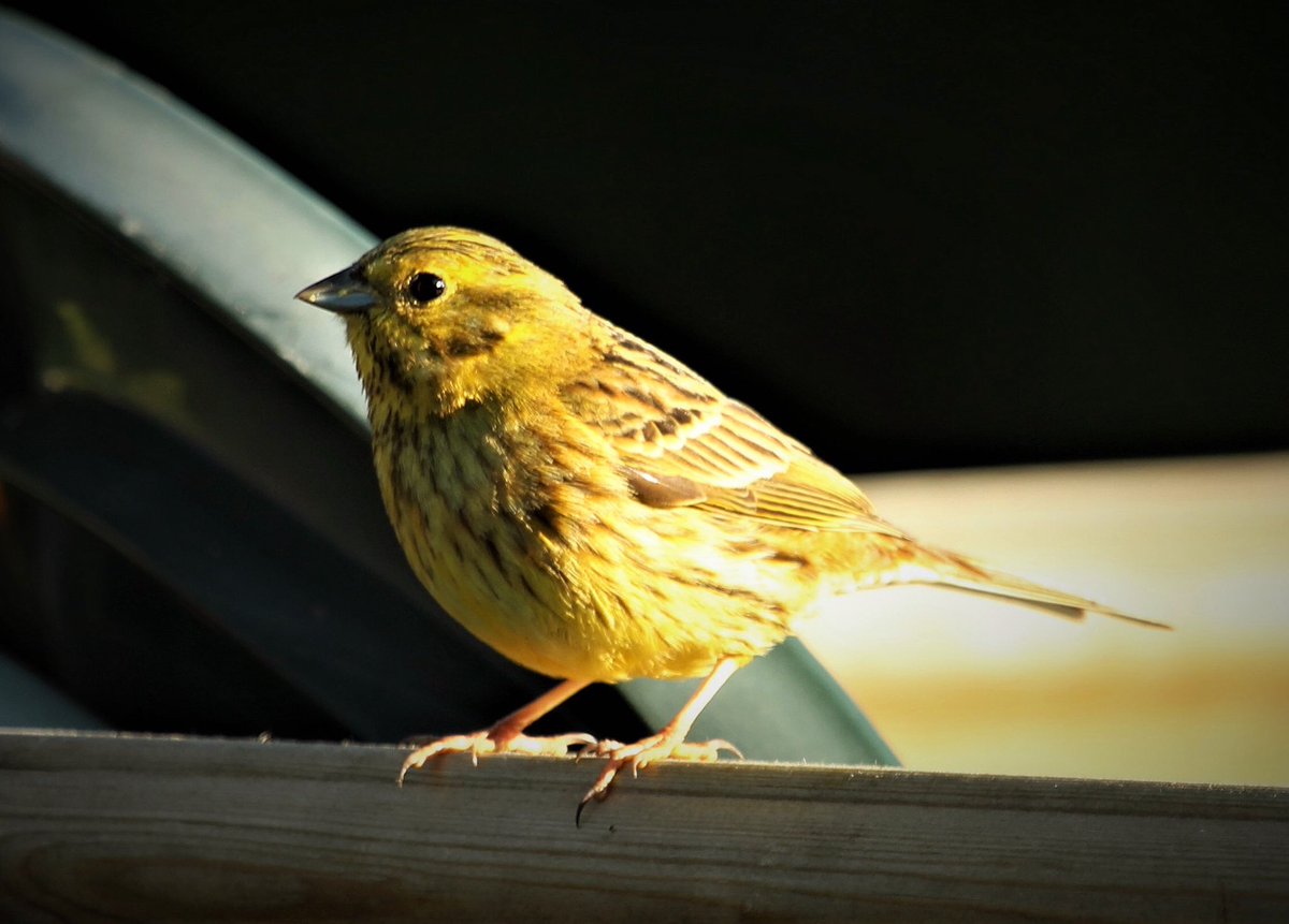 birdsgraph's tweet photo. Yellow hammer /Sarı çinte 
#bird #birdphotography #BirdsOfTwitter #hangitür #kuş https://t.co/F3fcGmaYe7