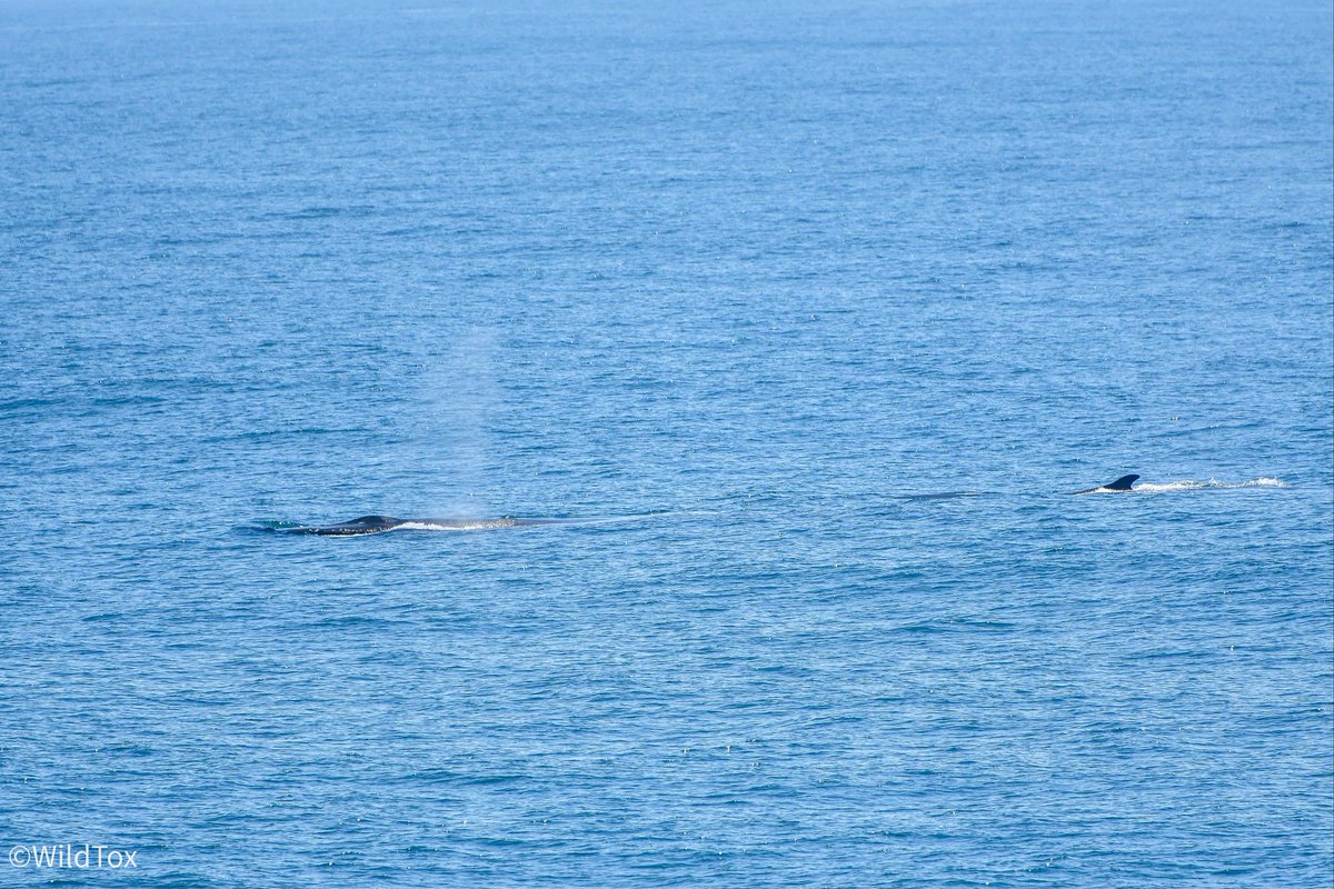 Blowing! Fin whale nadando en la superficie y soplado. Los términos técnicos estandares para el código de comportamiento provineen del idioma inglés; surfacing y blowing.
#finwhales #ballenas #rorqual #whalewatching #wildlifeonearth #wildlifephotography #wildtox