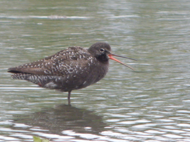 RobEmery13's tweet photo. One of Two Spotted Redshanks showing well at Slimbridge WWT https://t.co/hjJpK59UzC