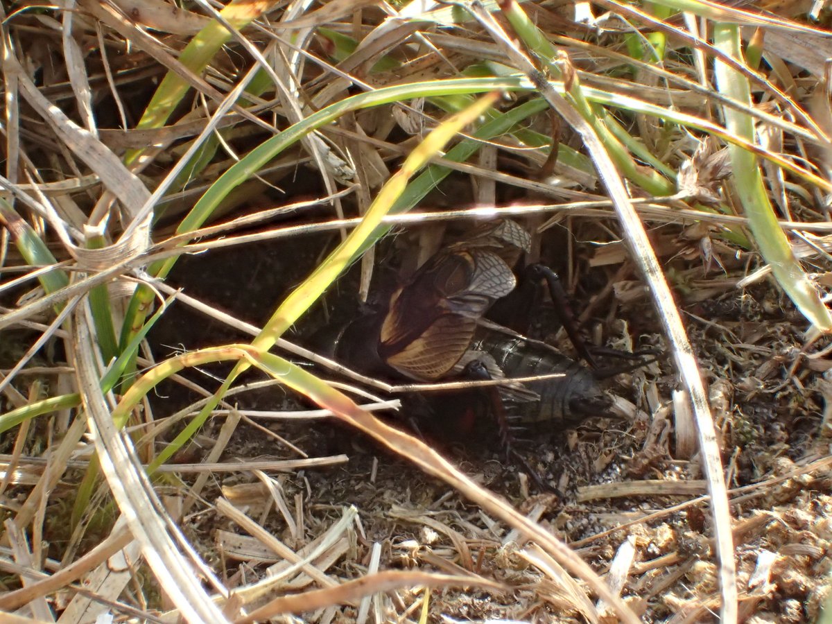 Didn't find my target species this afternoon but the combination of Nightjar, Lunar Hornet Moth, Buttoned Snout larva, Field Cricket and singing Turtle Dove was pretty impressive for Hampshire