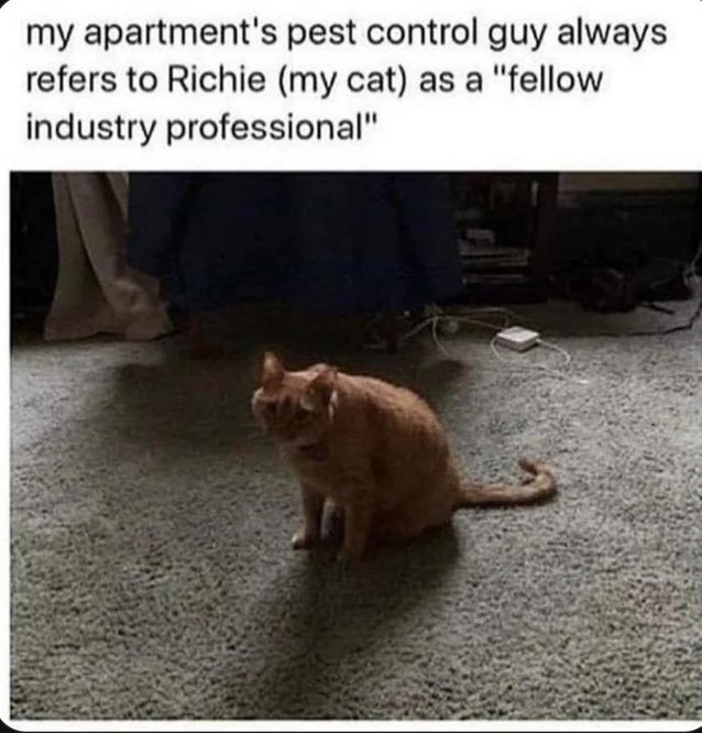 cats with jobs 🛠 tweet media