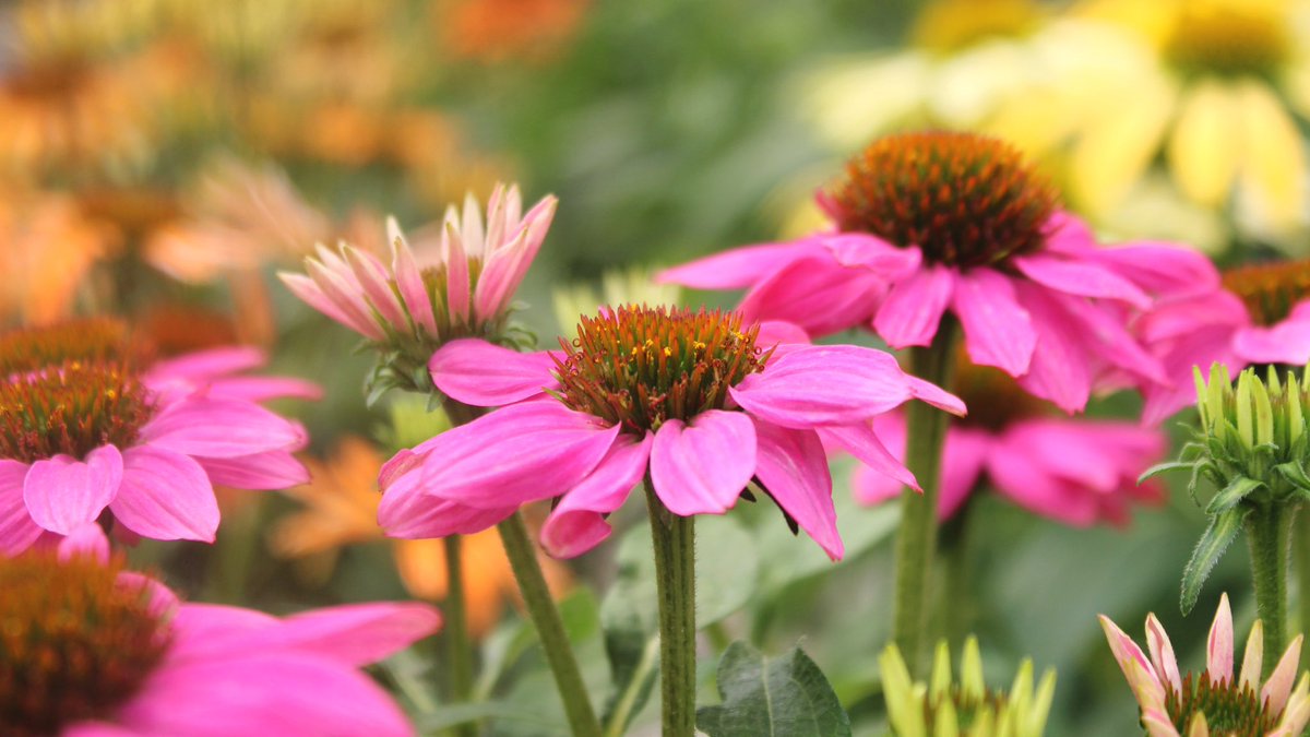 Esbenshade's Garden Centers (@Esbenshades) / Posts / X