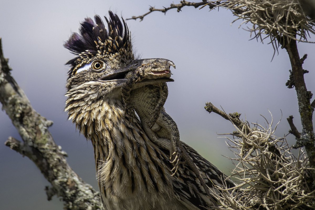 At first i think "cool Velociraptor art, very realistic" before going "that's a roadrunner you dummy"