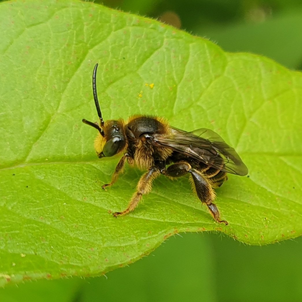 Bee species number 48 turned up in the work wildlife garden for #SolitaryBeeWeek - and what a bee! The notable Yellow Loosestrife Bee (Macropis europaea). A male. Hopefully females will arrive too to collect pollen and floral oils from the Yellow Loosestrife around the ponds.
