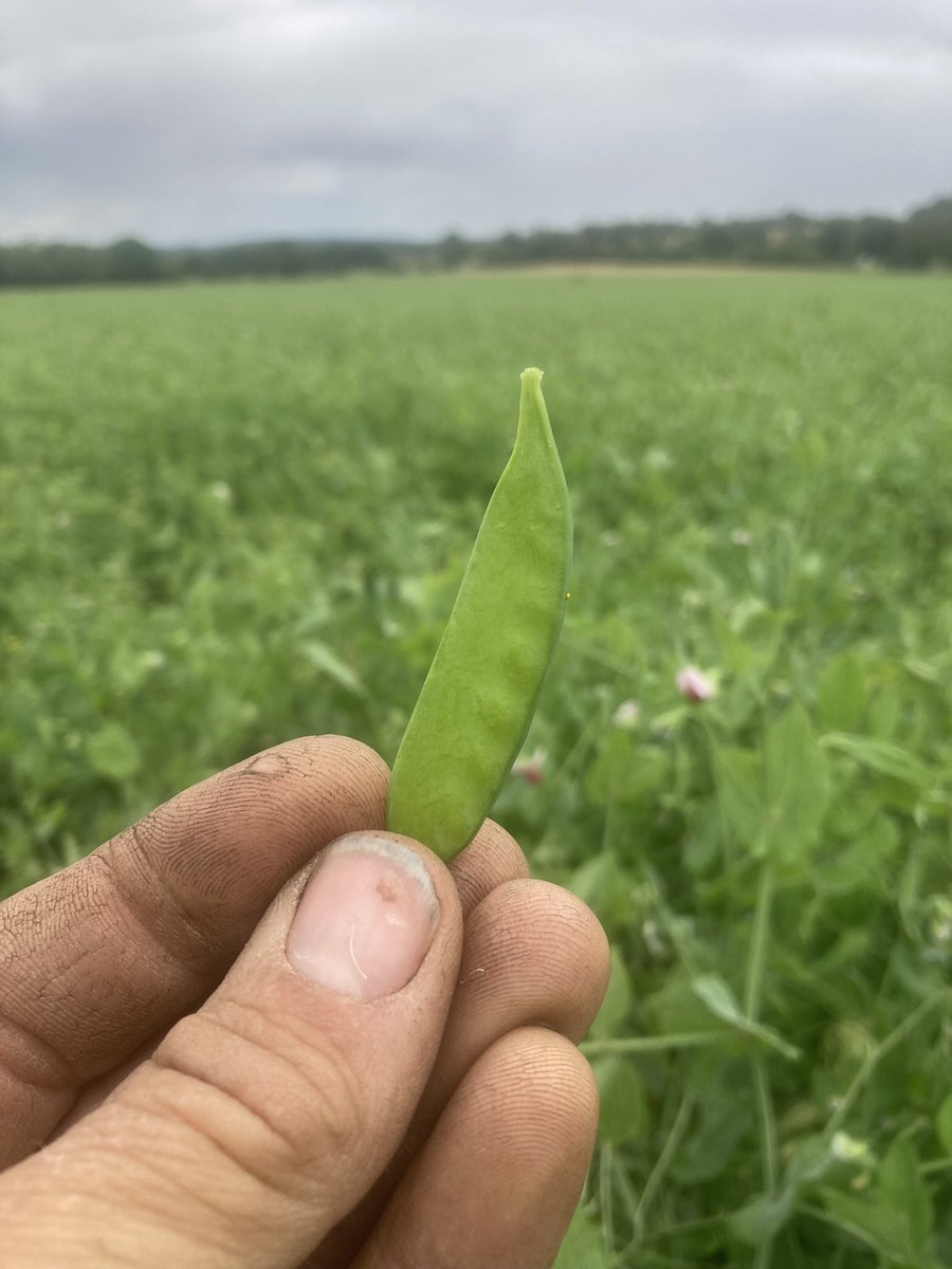 Mark Lea (@greenacres_farm) on Twitter photo In #greatbritishpeaweek there has to be an update on our organic carlin peas for <a href="/Hodmedods/">Hodmedod's</a> - the later flowers are still supporting lots of pollinators while the early ones have given way to (very tasty) flat pods with the tiny peas inside. Pea harvest ‘23 is on its way! In #greatbritishpeaweek there has to be an update on our organic carlin peas for <a href="/Hodmedods/">Hodmedod's</a> - the later flowers are still supporting lots of pollinators while the early ones have given way to (very tasty) flat pods with the tiny peas inside. Pea harvest ‘23 is on its way!