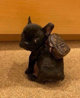 twaniimals's tweet photo. https://t.co/wTPNu9FNSF