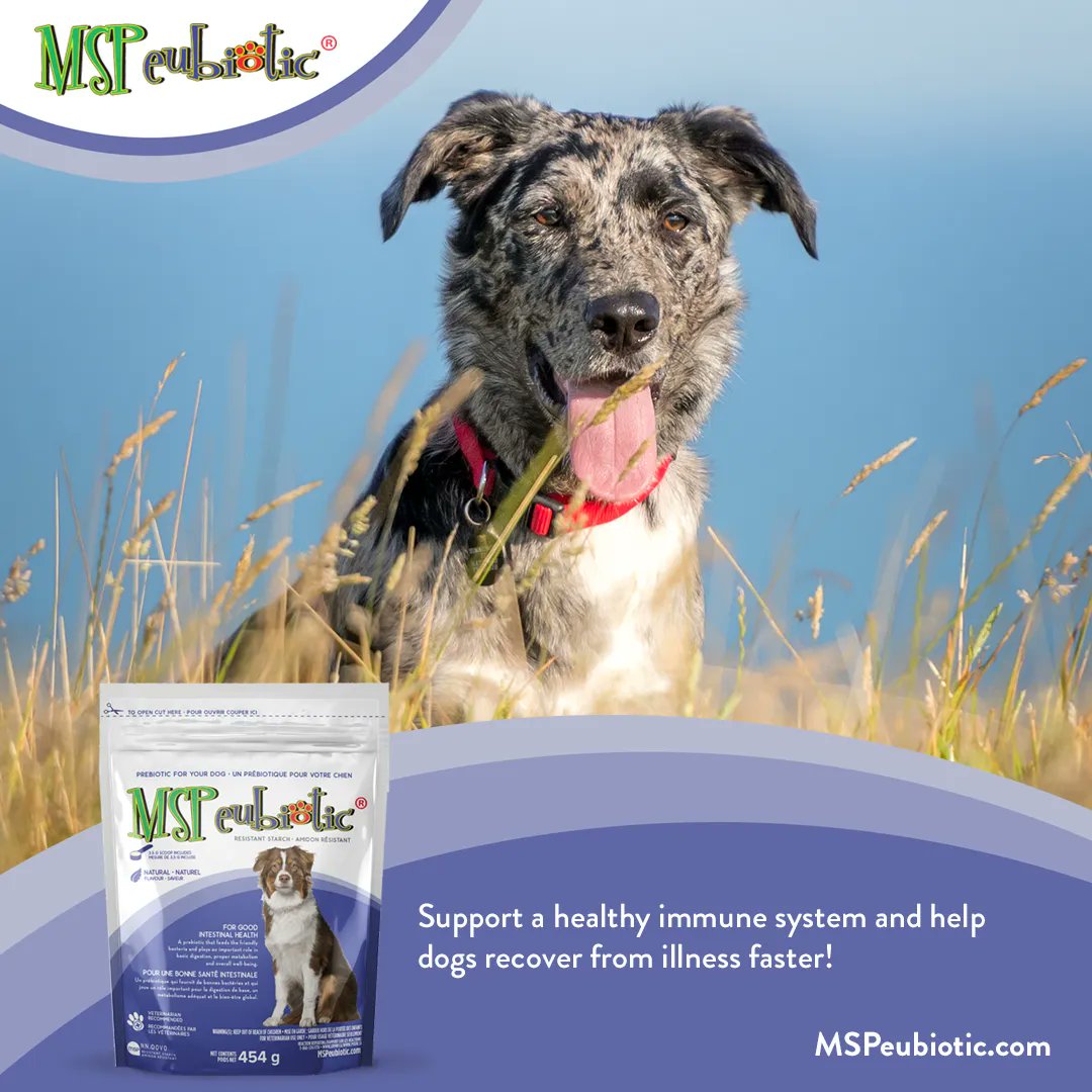 MSPeubiotic's tweet photo. Support a healthy immune system and help dogs recover from illness faster!  #fasterrecovery #veterinary #dogs https://t.co/M8LnzaTNkY
