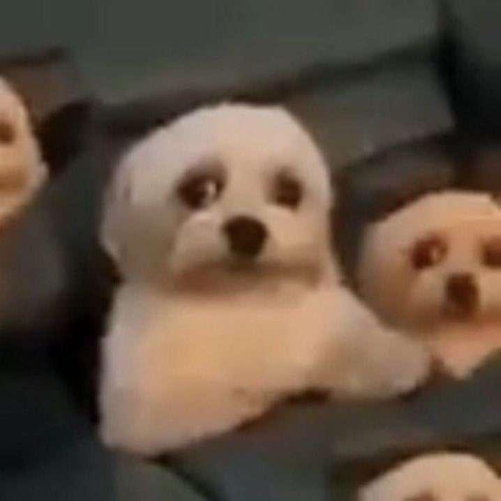 LeoDev987 tweet media