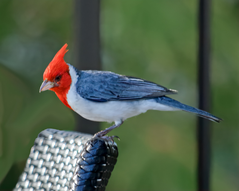 CDavisStudios's tweet photo. Some new stuff at https://t.co/uUo7t6tNXs in the Birds of the Pacific gallery. https://t.co/e5PgUY01zu