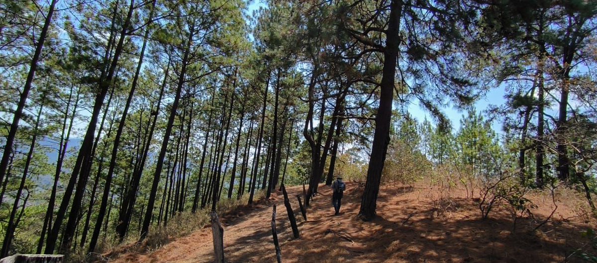 inabguatemala's tweet photo. Continuamos con el  seguimiento al cumplimiento de actividades programadas en los planes de manejo forestales en el Programa de Incentivos Forestales #PINPEP de Chiquimula.

#INAB #RegiónIII #MásBosquesMásVida #PINPEP https://t.co/ReEzqMlb5M