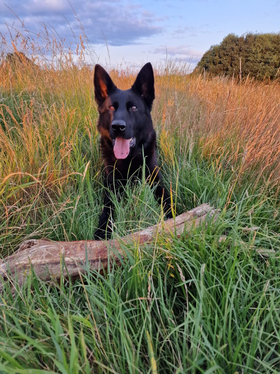 PD Joker attended a report of males on premises stealing property but left before arrival. 
PD Joker tracked locating tools, gloves+clothing. He continued tracking into woods where 2 suspects were found hiding in bushes. 
#CrackingTracking #2InCustody #NoFoolingTheNoseThatKnowd