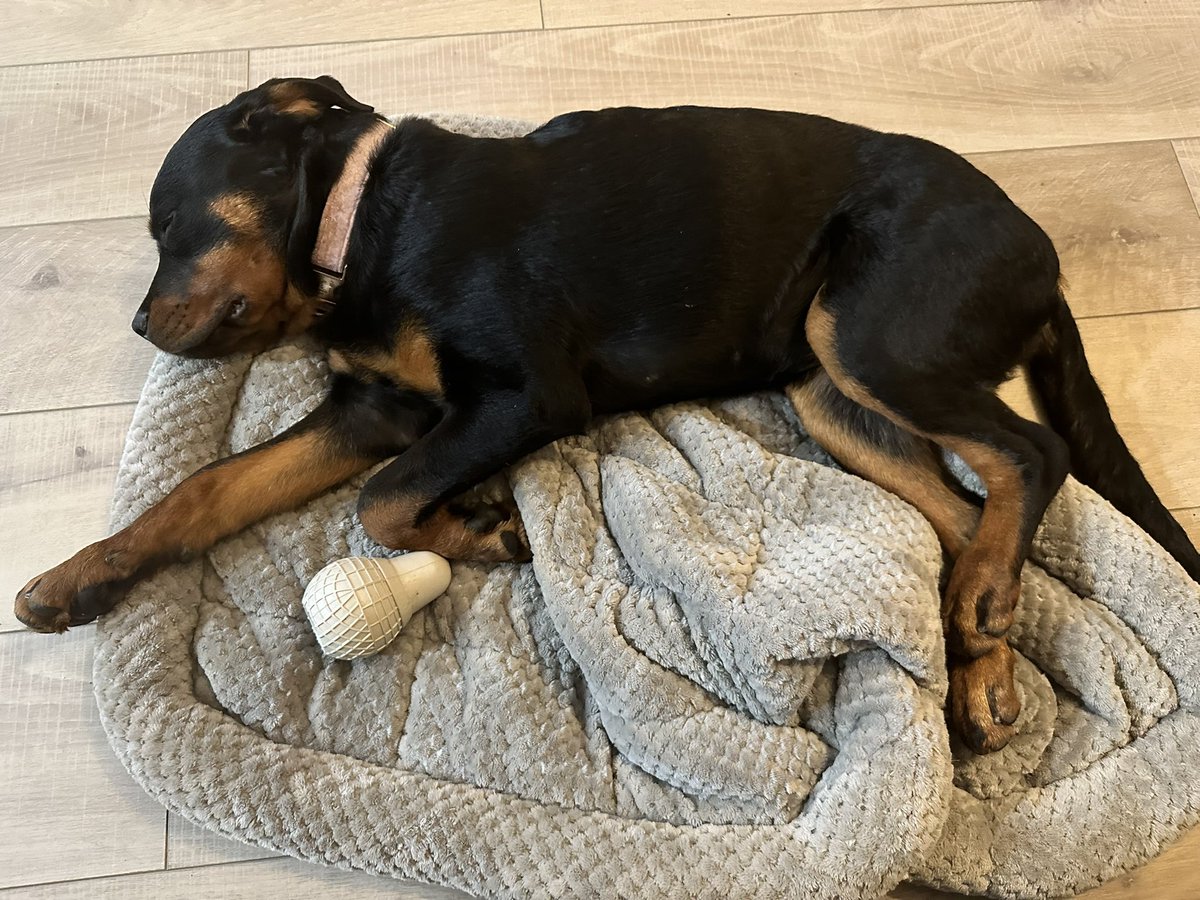 Mrs_lameton's tweet photo. Too much negativity on twitter today. My puppy is cute. https://t.co/1oGILv2Gkj