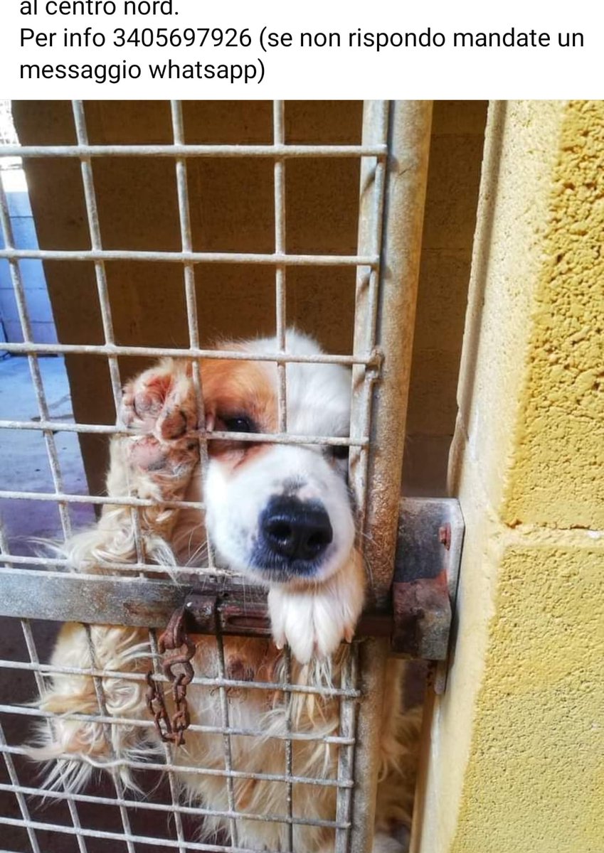 AIUTIAMO PACO CHIUSO DA TEMPO
IN UN CANILE A TARANTO🙏
 POVERA ANIMA CHE PENA SEMBRA
IMPLORARE DI LIBERARLO. RTRTRT 
BASTA CEMENTO GRATE SPERO 
POSSA VEDERE L'ERBA RESPIRARE
L'ARIA E SCALDARSI AL SOLE. GRAZIE
🌺🤗🍀😥🙏🌿🥰🐾💔💔💔🐞