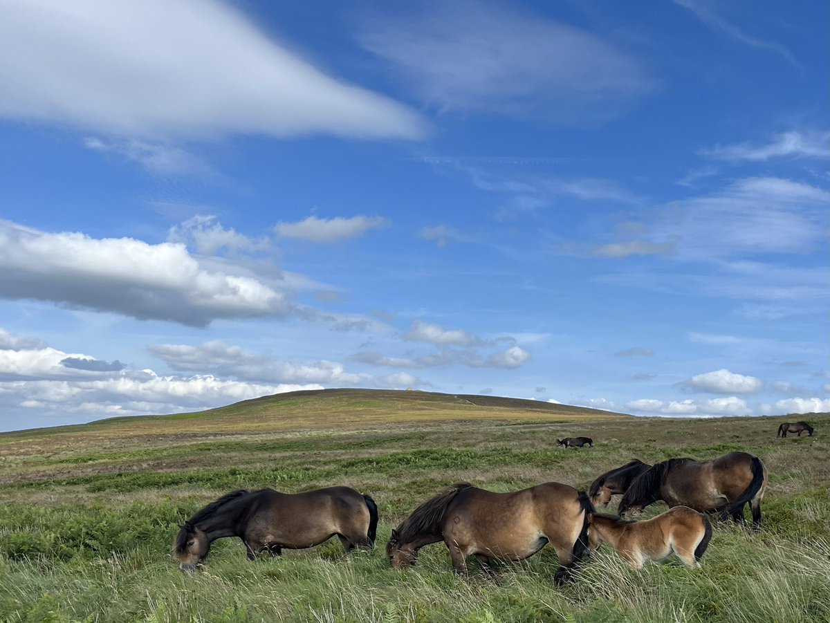 exmoormare's tweet photo. Final phone snap of the day, last foal seen🥰 and all bar 2 #exmoorponies on #dunkery seen (saw them on Tuesday in the rain🥰) beautiful weather @ExmoorNP for pony checking! @EPS_exmoorpony @ExmoorSociety @ExmoorMagazine @Exmoorponyfest just over 22 miles 😇🐴 https://t.co/cItDH11SF1