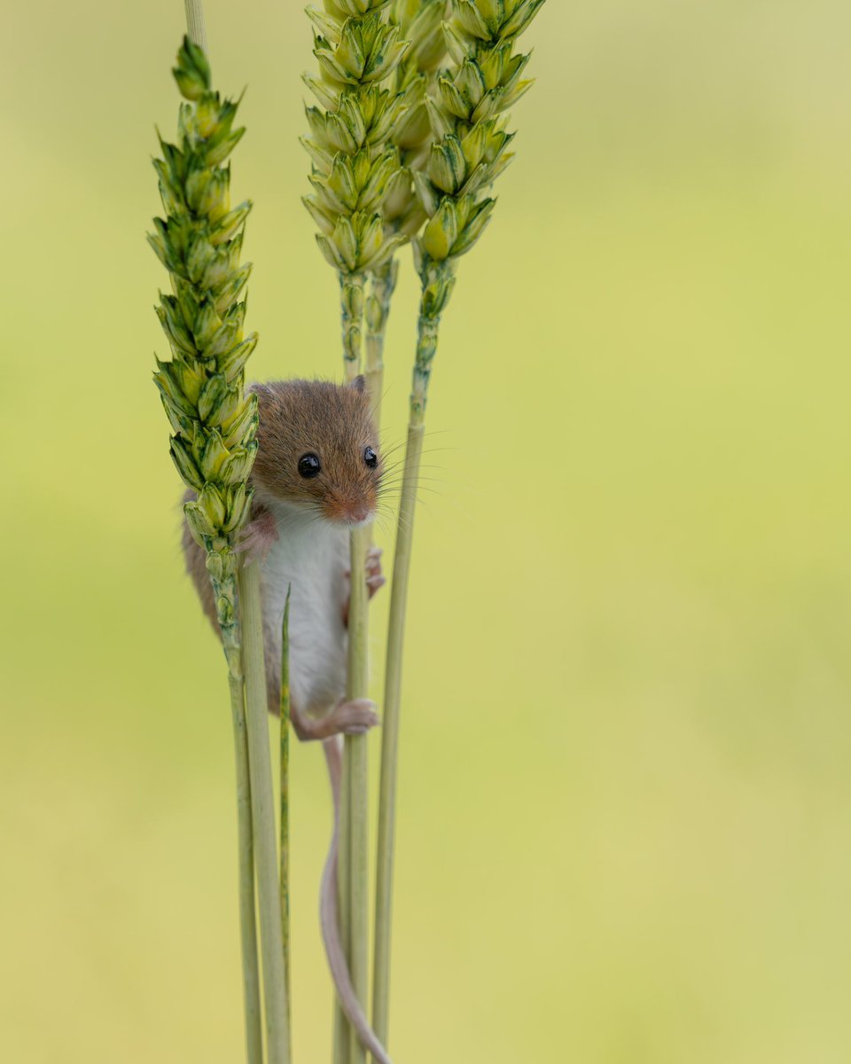 Me watching everyone trying to workout the Thread app, planning my angle .. 

#wildlifephotography #threadapp #photography #wildlife