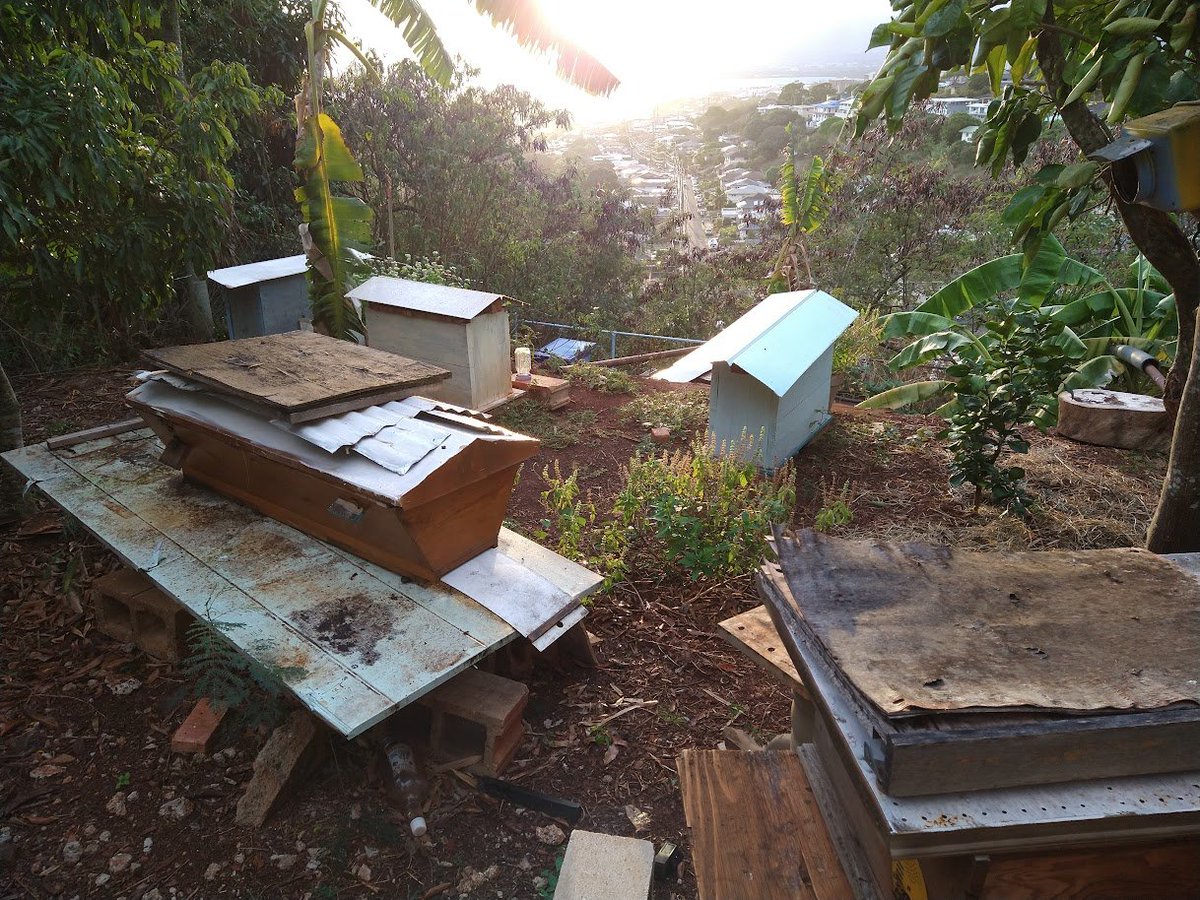 LONG THREAD- Transferring bees out of a Kenyan slope top bar. Why? Because I am removing old comb where chemicals may have started to build up. This is what 