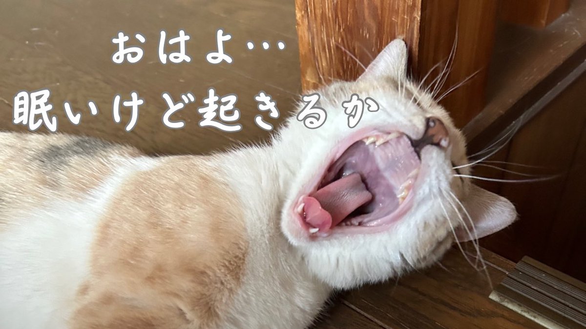 あいか保護猫ママ (@aikanyanko) on Twitter photo 