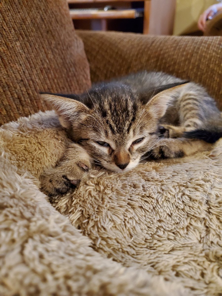 MusakManiak's tweet photo. Look at these little faces! 😸😻 my new #kittens https://t.co/Uff1TLcO3d