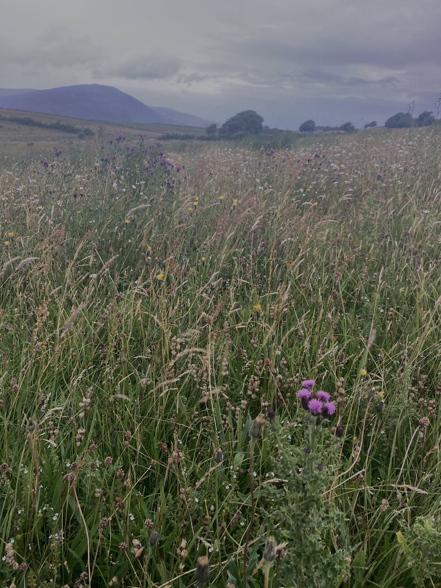 Lovely evening stroll at Eycott Hill. Moody skies and meadows looking stunning 😍