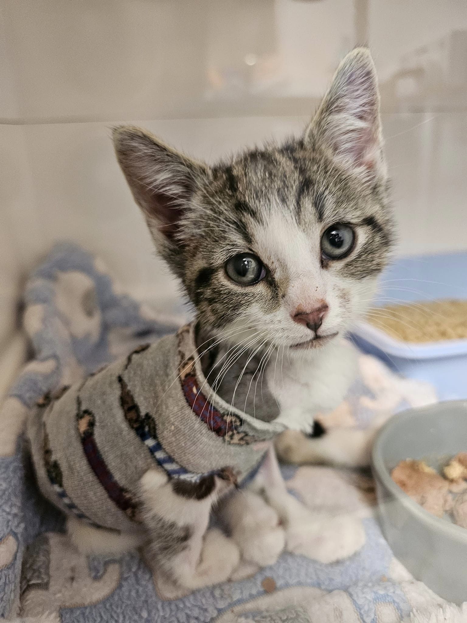 Bradford Cat Watch Rescue on Twitter "We rushed him to Abbey House Veterinary Hospital where he