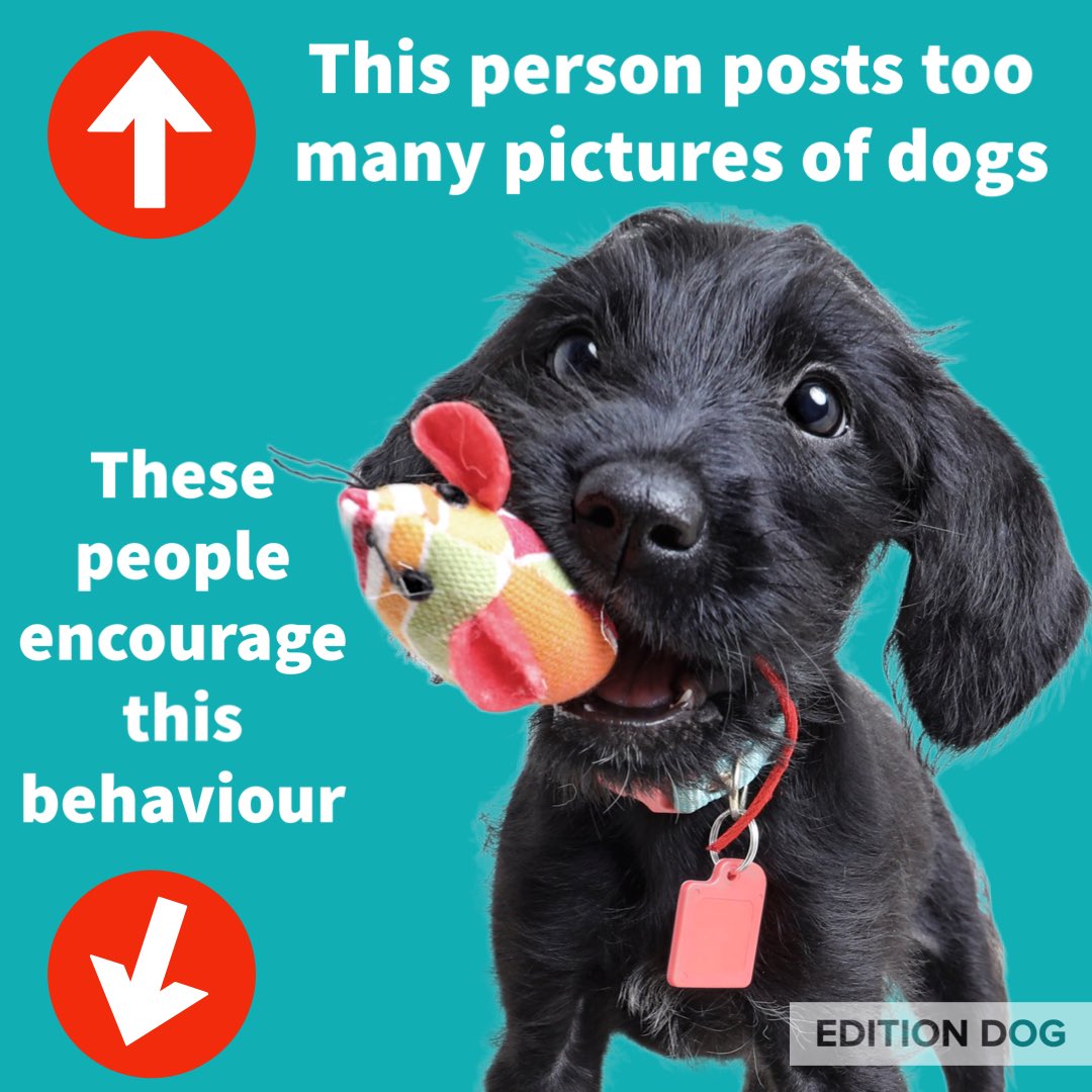 We’ve not been on here in a while but hey expect plenty dog pictures from now. 
#dogs #dogs #PLANET