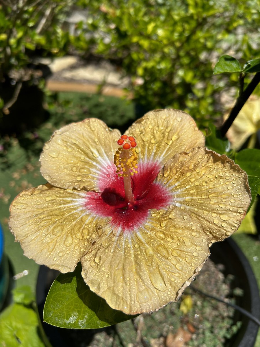 lhhawkcoach's tweet photo. My brown and gold hibiscuses blooming nicely in this lovely weather!
#noteal https://t.co/bjPqW8w8Vw