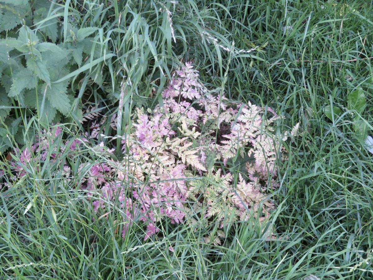 mensedijk's tweet photo. Een mooie plant https://t.co/SxSx19xTeE