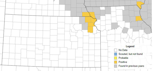 OnofreLab's tweet image. Tar spot of corn is now confirmed in 4 counties in Kansas, link:
bit.ly/3O2FQVe