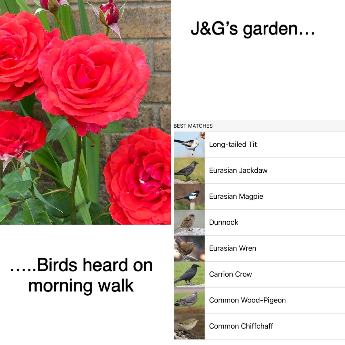 GillBracey's tweet photo. Ironing done before breakfast! Super singing lesson to raise spirits with #GinaB. Am learning new song, “My Ship”, Kurt Weill & Ira Gershwin. Made reasonable start, given lack of practice😱over last few weeks. Afternoon walk, picked up a good array of birdsong @CornellBirds🐦⬛. https://t.co/w8IArJINWN