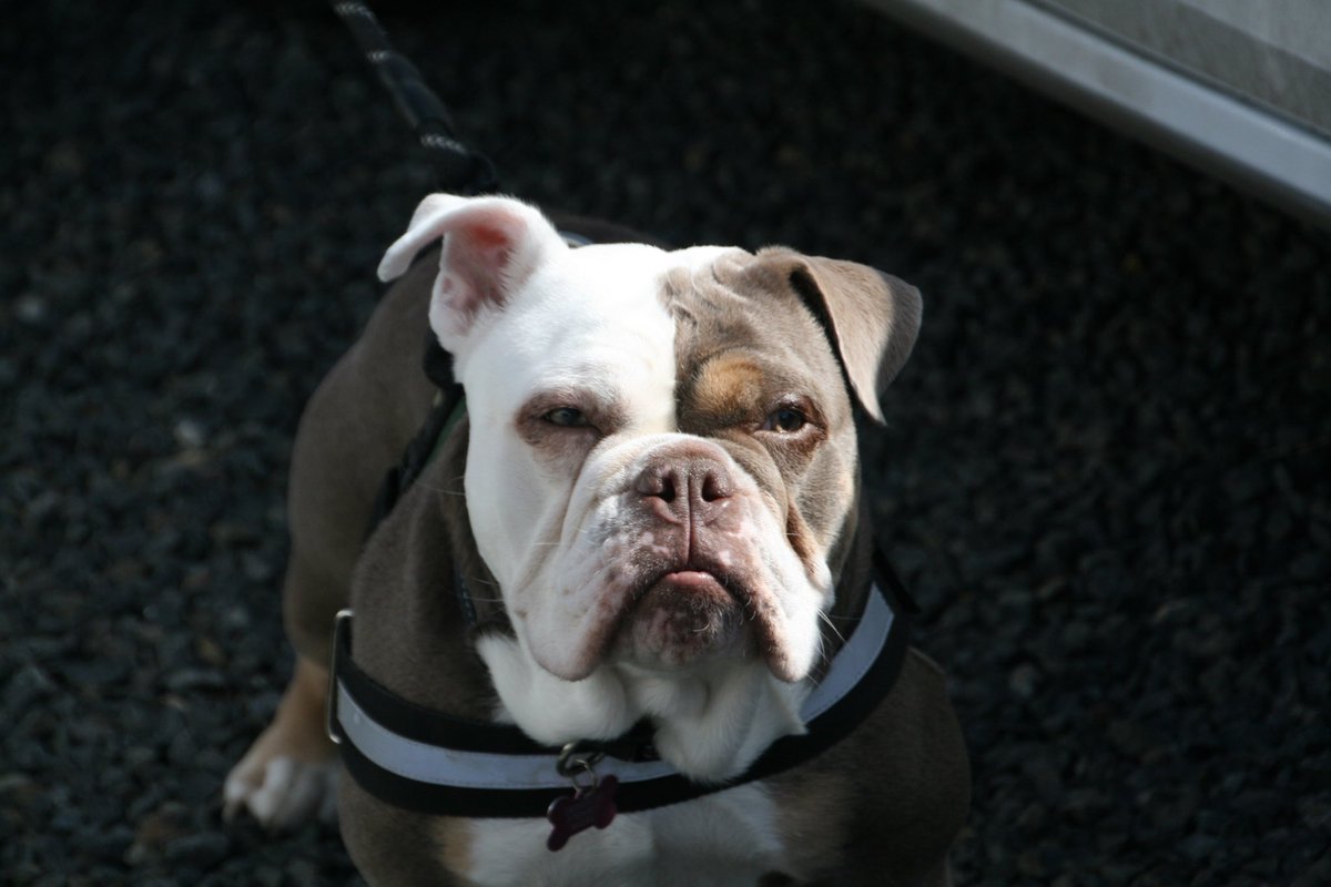 Max Pursley tweet media