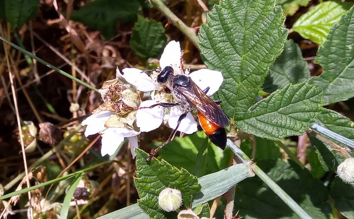 frithinwood's tweet image. buzzing thistly ragworted sand-swamp meadows of Kempen-Broek, not only aflutter with butterflies, crickets and wasps but also European tree frog, like opalescent jewels hugged into bramble or spindle-leg hopping betwixt rush&apos;n&apos;sedge @ARKNatuur @Natuurmonument