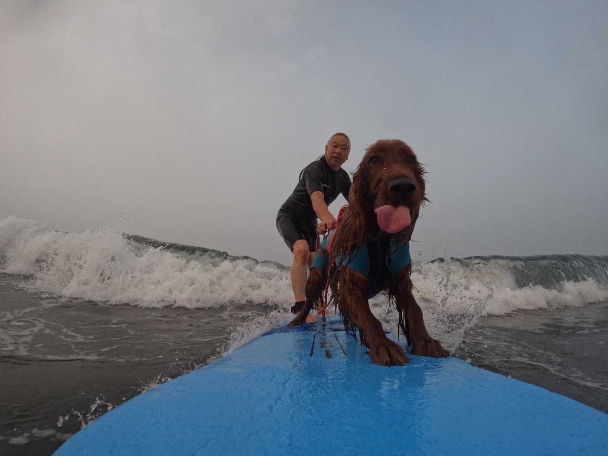 Surfing_Dog tweet picture