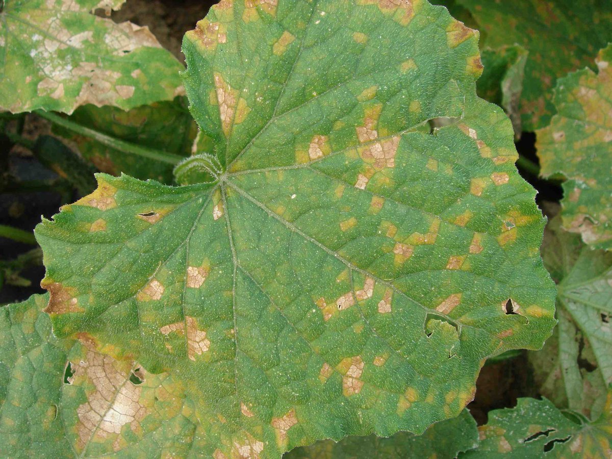 Cucumber downy mildew was reported in two Ontario locations this week. Despite the hot weather, we expect the spores of the pathogen to move across Lake Erie and into Northern Ohio in a week or so, depending on rain events. See go.osu.edu/CbW4 for more info.