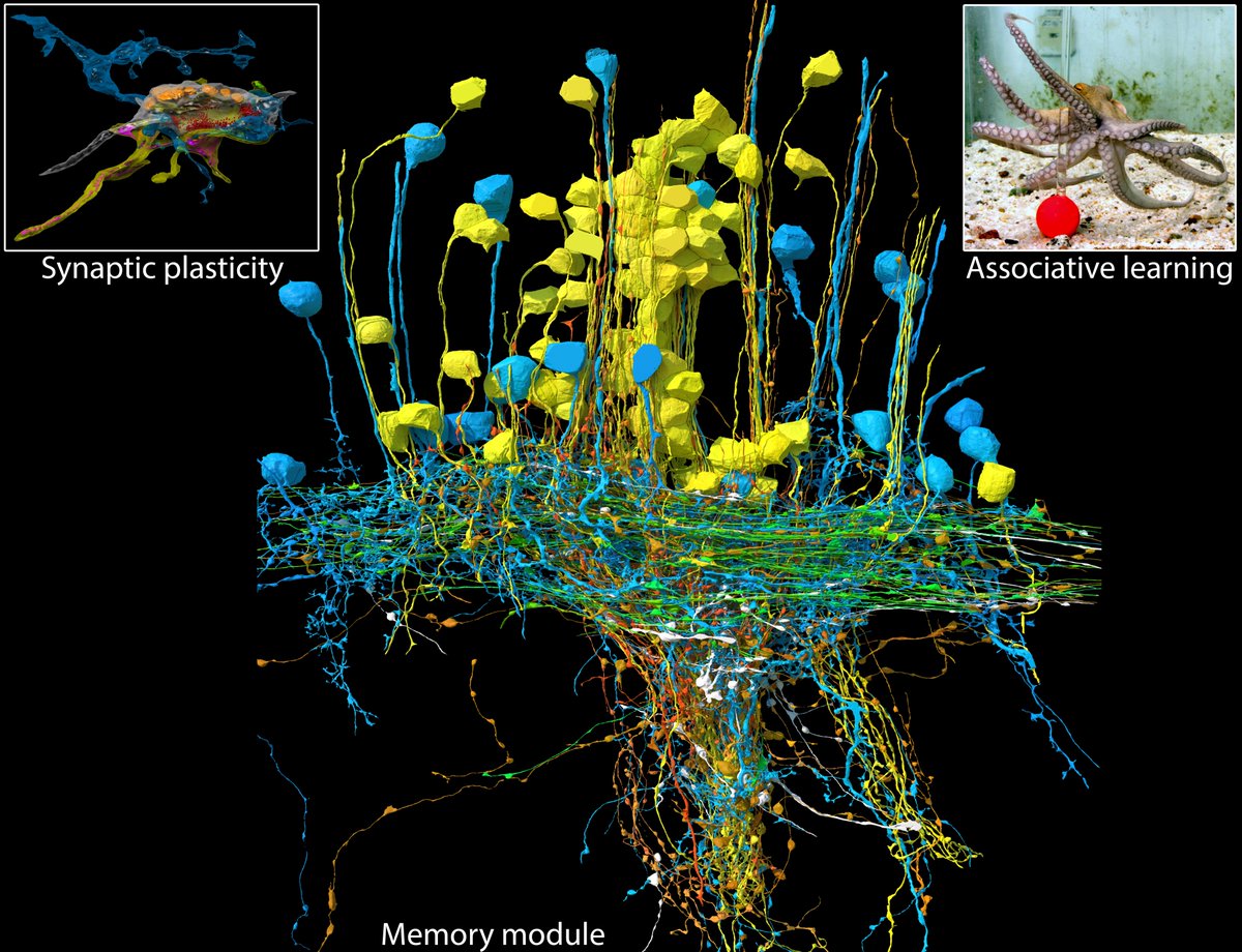 We mapped the connections between high order sensory inputs and memory cells in the octopus brain, first-ever reconstructed octopus memory circuit: data and principles of circuit assembly today in eLife doi.org/10.7554/eLife.…, joint work w/ @FlavieBidel @HebrewU& @Harvard,RT!👇