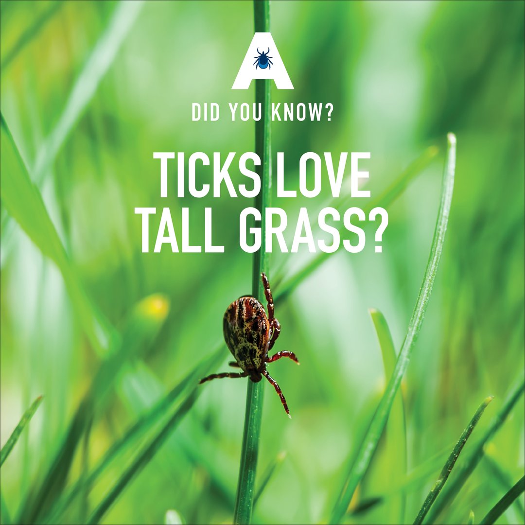 #DidYouKnow that ticks love tall grass? Tall grass is the preferred habitat of ticks, so be sure to check your kids and pets after they’ve spent time outdoors – and especially if they’ve been playing in or near any tall grass.