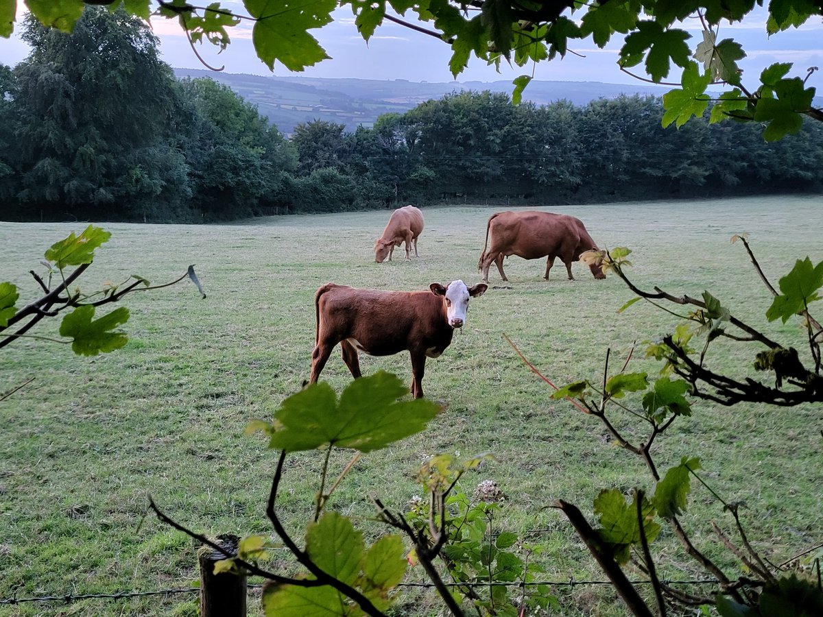 Long drive home, I've missed these little beauties. Chewing the grass on a balmy summer evening, and relax....